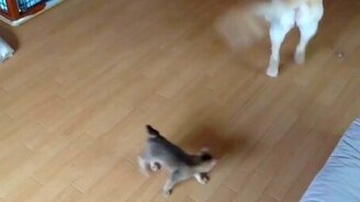 Собака играет с котёнком - смотреть видео (1:00)