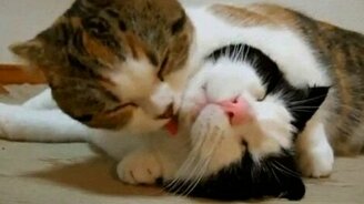 Приколы с животными с комментариями - смотреть видео (1:01)