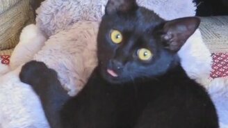 Кошка дразнится? - смотреть видео (0:05)