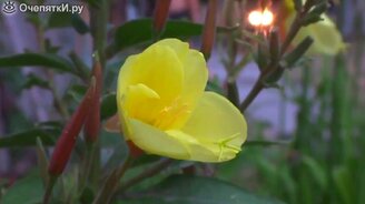 Цветок распускается за 40 секунд - смотреть видео (0:47)