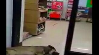 Смертельно уставший пёс перед дверью - смотреть видео (1:25)