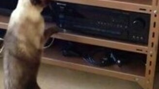 Кот против диска в дисководе - смотреть видео (0:21)