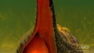 Раки-отшельники борются за раковину - смотреть видео (3:01)