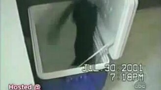 Любителям котов - смотреть видео (1:12)