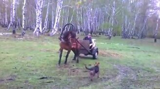 Лихой дрифт на лошади - смотреть видео (0:45)