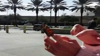 Выпустили бабочку на смерть - смотреть видео (0:48)