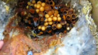 Шмелиное гнездо - смотреть видео (2:35)