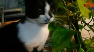 Кошачьи игры - смотреть видео (1:09)