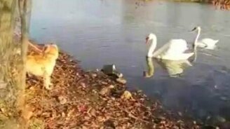 Лебедь против собаки - смотреть видео (1:50)