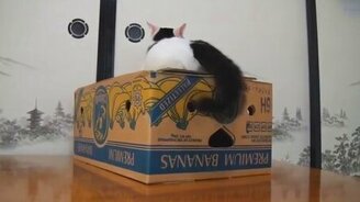 Котики и коробки - смотреть видео (1:46)