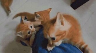 Кошачья милота - смотреть видео (1:20)