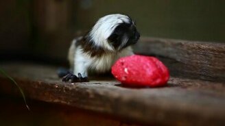 Обезьянки и мороженое - смотреть видео (0:44)