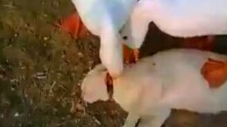 Гуси треплют кота - смотреть видео (2:57)