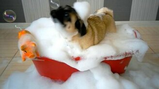 Купание мопса в пене - смотреть видео (1:07)