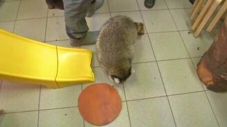 Дом для енотов - смотреть видео (4:57)