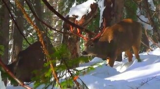 Подошли вплотную к охотнику - смотреть видео (1:41)