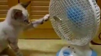 Забавные кошки - смотреть видео (1:57)