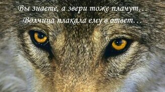 Любовь волка и волчицы - смотреть видео (3:35)