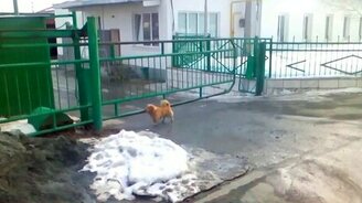 Страж, который всегда у ворот - смотреть видео (0:22)