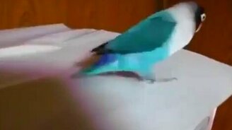 Попугай-ирландец - смотреть видео (0:30)