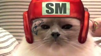 Коты боксируют! - смотреть видео (1:00)