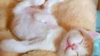 Улыбки животных - смотреть видео (2:07)