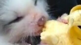 Лисёнок ест банан - смотреть видео (0:49)