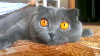 Работа кошачьих зрачков - смотреть видео (0:31)