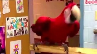 Попугаичьи пляски в сборке - смотреть видео (1:53)