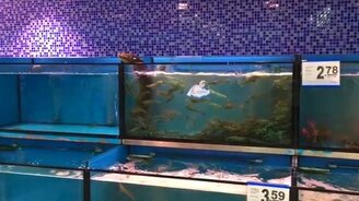 Угорь переехал - смотреть видео (0:15)