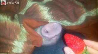 Свинья и клубника - смотреть видео (0:45)