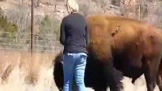 Курица и буйвол - смотреть видео (0:34)