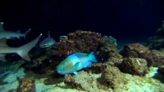 Грамотно затаилась - смотреть видео (0:19)