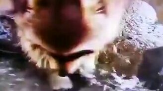 Енот потерял сахарную вату в воде - смотреть видео (0:06)