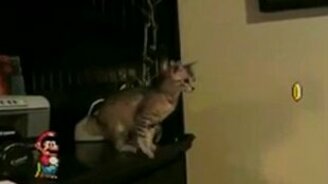 Котёнок и Марио - смотреть видео (0:05)