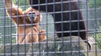 Ловко заткнул обезьяну - смотреть видео (0:25)