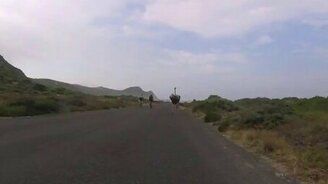 Страус и велосипедисты - смотреть видео (1:19)