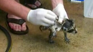 Маленький енот в пене - смотреть видео (0:22)