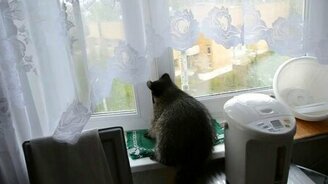 Енот ловит капли дождя - смотреть видео (1:51)