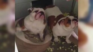 Это всё я натворил - смотреть видео (0:17)