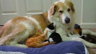 Собака и котятки - смотреть видео (2:54)