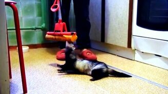 Хорёк против швабры - смотреть видео (1:50)