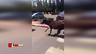 Сопротивляющийся и не сдающийся - смотреть видео (0:32)