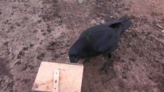 Домашний ворон - мышелов - смотреть видео (4:25)