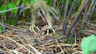 Чудной птенец выпи - смотреть видео (0:32)