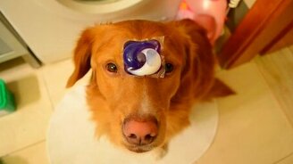 Собака, по дому помогака - смотреть видео (2:17)