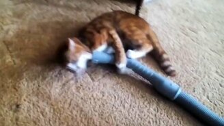 Бесстрашная кошка против пылесоса - смотреть видео (1:51)