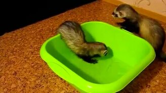 Хорьки купаются - смотреть видео (1:58)