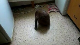 Котяра обожает оливки - смотреть видео (1:23)