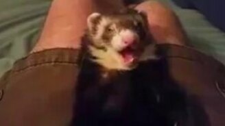 Сонные и спящие хорьки - смотреть видео (1:47)